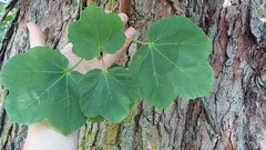 Acer opalus obtusatum