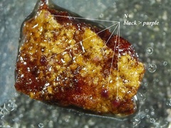 Psilolechia clavulifera