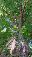 Acer opalus obtusatum