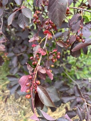 Prunus virginiana