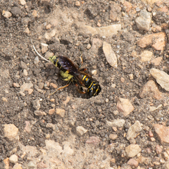 Philanthus gibbosus