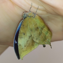 Memphis moruus