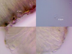 Psilolechia clavulifera