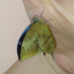 Memphis moruus