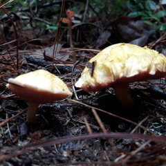 Chalciporus amarellus