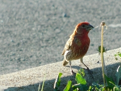 Haemorhous mexicanus