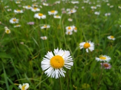 Erigeron longipes