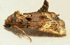 Homophoberia apicosa