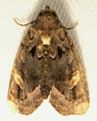 Homophoberia apicosa