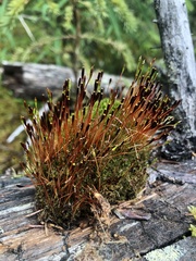 Tetraplodon mnioides