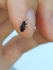 Heterogaster urticae