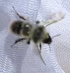 Bombus frigidus