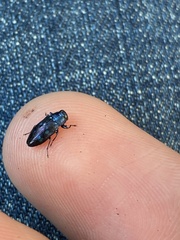 Chrysobothris chlorocephala