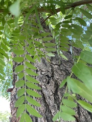 Gleditsia triacanthos
