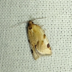 Paramesia gnomana