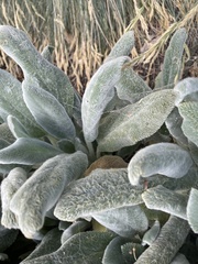 Stachys byzantina