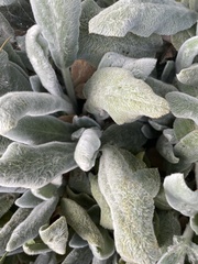 Stachys byzantina