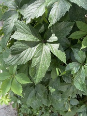 Parthenocissus inserta