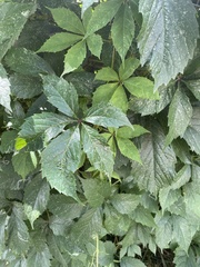 Parthenocissus inserta