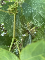 Parthenocissus inserta