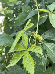 Parthenocissus inserta