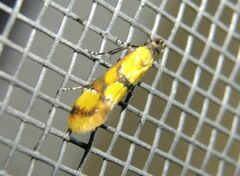 Epicallima icterinella
