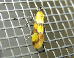 Epicallima icterinella