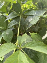 Parthenocissus inserta