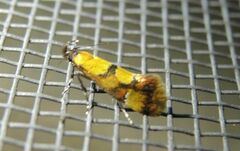 Epicallima icterinella