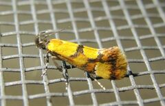 Epicallima icterinella