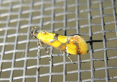 Epicallima icterinella