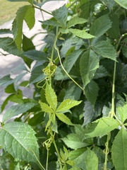 Parthenocissus inserta