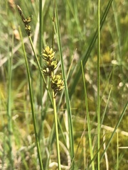 Carex heleonastes