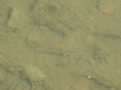 Etheostoma nigrum
