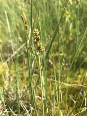 Carex heleonastes