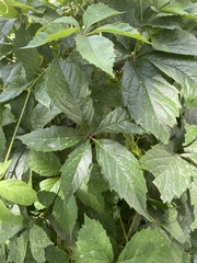 Parthenocissus inserta