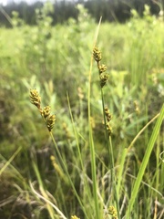 Carex heleonastes