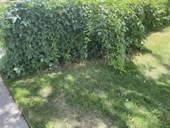 Parthenocissus inserta