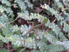 Anolis ventrimaculatus