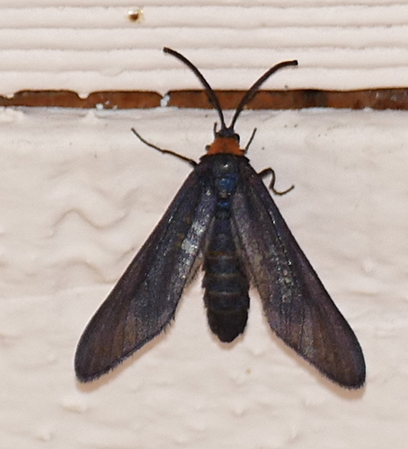 Western Grapeleaf Skeletonizer Moth photo 3