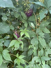 Parthenocissus inserta