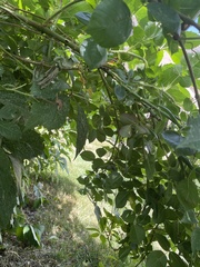 Parthenocissus inserta