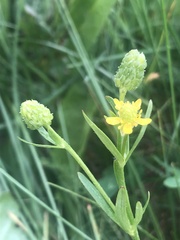 Ranunculus inamoenus