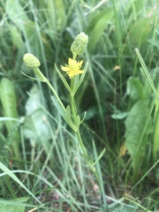 Ranunculus inamoenus