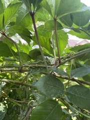 Parthenocissus inserta