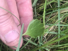 Ranunculus inamoenus
