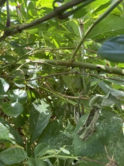 Parthenocissus inserta