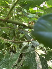 Parthenocissus inserta