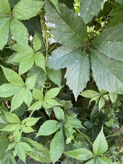 Parthenocissus inserta