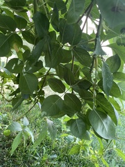 Parthenocissus inserta